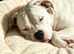 Staffy cross American bulldog