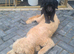 F1B  Rare black standard Goldendoodle puppies in North Wales