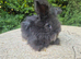 STUNNING MAXI FULL FACE ANGORA BABIES