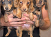 Miniature Daschunds