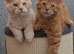 Maine coon boys and girl, Tica registered