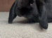 2 lop bunnys