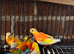 Stunning young baby red rupmd parakeet