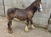 Chocolate dun yearling