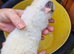 Baby guinea-pigs ready now