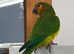 St Thomas conure (brown throated)