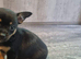 3 Little Chihuahua puppies Looking for Home.