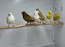Canaries