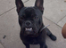 Frenchie cross British bulldog
