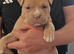 American Bully Pocket