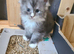 Tica registered maine coon kittens