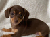Gorgeous Chocolate Chiweenie Female - Ready Now