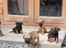 Stunning pure bred border terrier pups