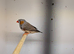2026 Male Zebra finches