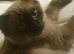 ted is a Seal sepia now called a cheribum h.e's the most loving affectionate little boy he is is coming up 9 months.as all male cats of this age he wi