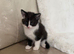 Kittens for sale