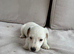 Gorgeous jacket russel pups