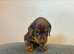 Beautiful chocolate & tan miniature dachshunds