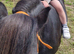 Shetland pony