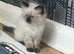 Beautiful Ragdolls