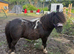 Perfect first ridden standard Shetland gelding