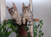 Maine coon boy, Tica registered