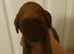 9 cockapoos left