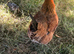 Bantum dorking cross and 3 chicks