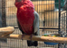 Pr galah cockatoos