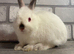Netherland Dwarf Baby Boy