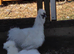 Variety of chicken for sale