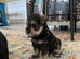 Miniature Schnauzer Puppies from 5 Generation Kennel Club Parents