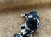 Miniature dachshund pups