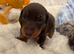 Gorgeous Miniature Dachshunds