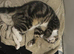 Maincoon x tabby kittens
