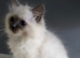 Stunning blue mitted girl available