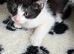Stunning kittens x bsh £50 EACH