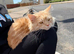Red/silver male Mainecoon