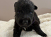 KC German shepherd puppies