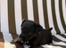 Russel puppies