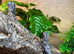 Indonesian Frilled Dragons at Birmingham Reptiles
