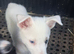 Farm reared pups