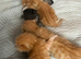 4 beautiful kittens for sale please read discription