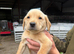 LAST BOY REMAINING KC Labradors