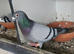 for sale pair blue racers
