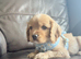 King Charles spaniel