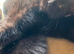6 Beautiful Black Kittens Ready For Their Forever Homes