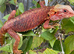 Bearded dragon female