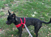 French bulldog cross for sale
