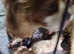 Cavalier king Charles